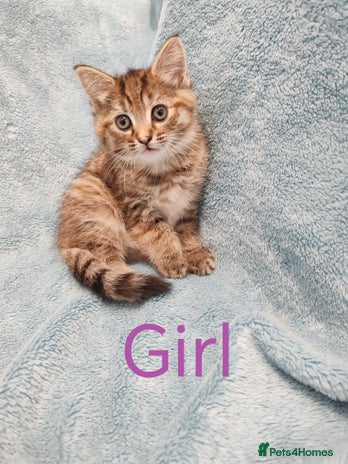 Mixed Breed cats - Advert 9