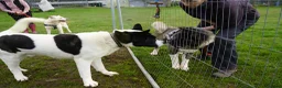 Akita dogs for adoption: Simba - Advert 2