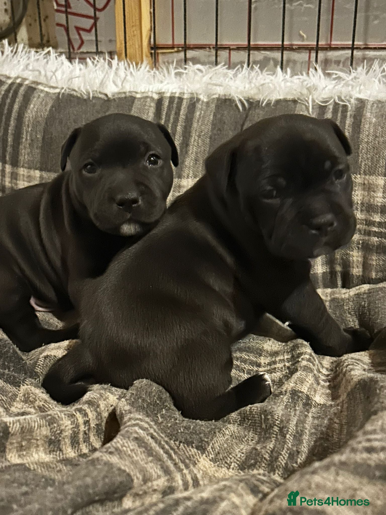 Staffordshire Bull Terrier dogs Staffordshire Bull Terrier Puppies  - Advert 9