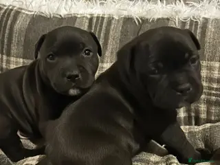 Staffordshire Bull Terrier dogs Staffordshire Bull Terrier Puppies - Advert 9