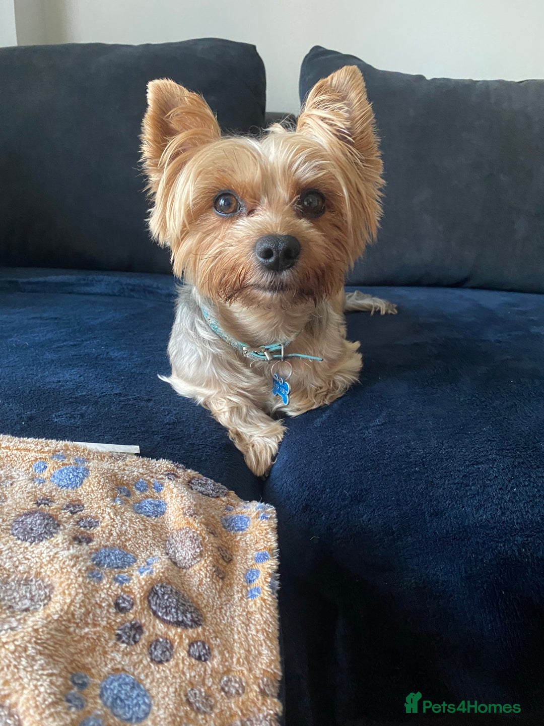 Yorkshire Terrier dogs for stud: Billy Boy  - Image 4