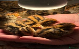 Quail poultry for sale: coturnix quails - Image 2