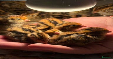 Quail poultry - Advert 9