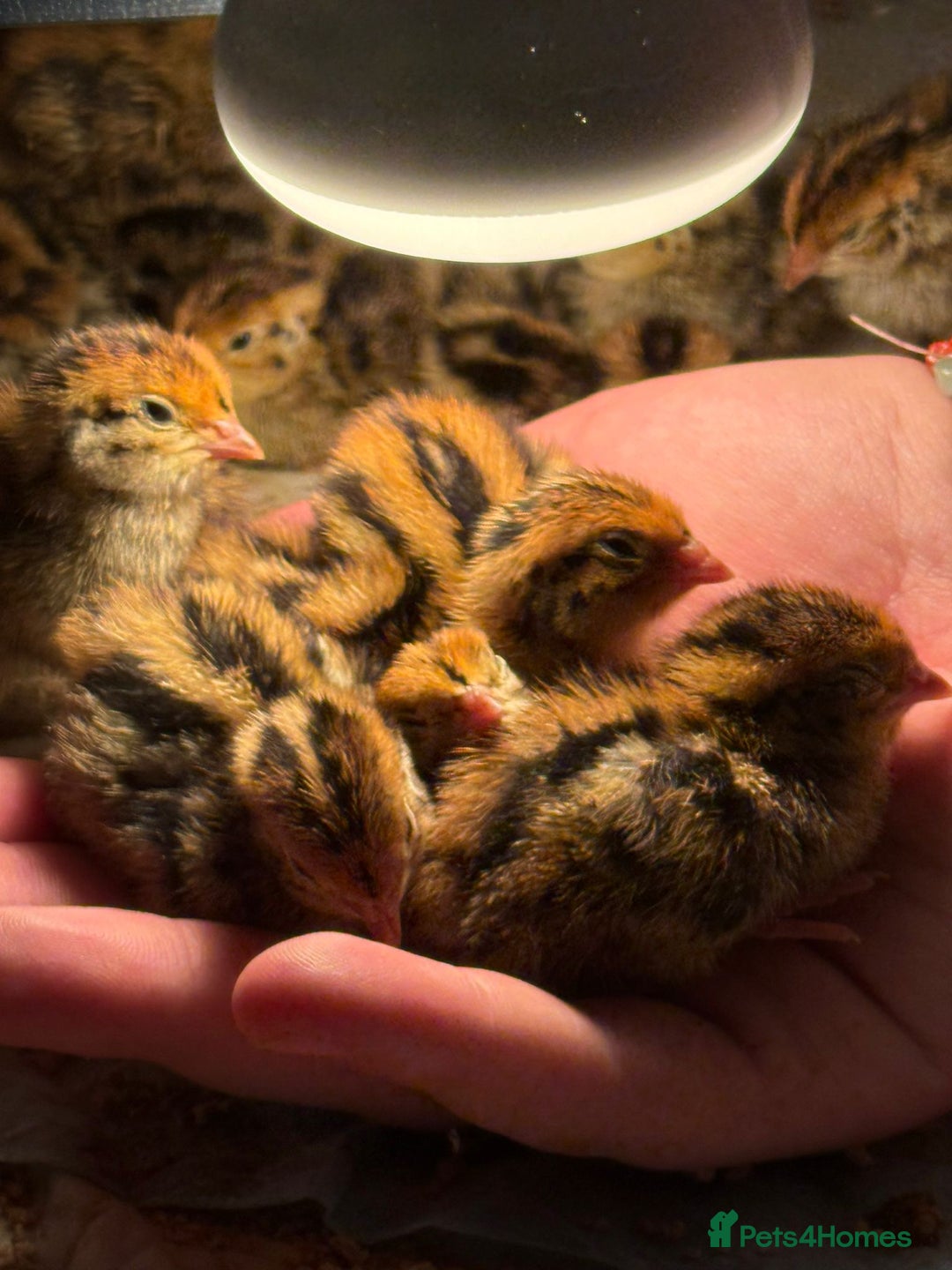 Quail poultry for sale: coturnix quails - Image 2