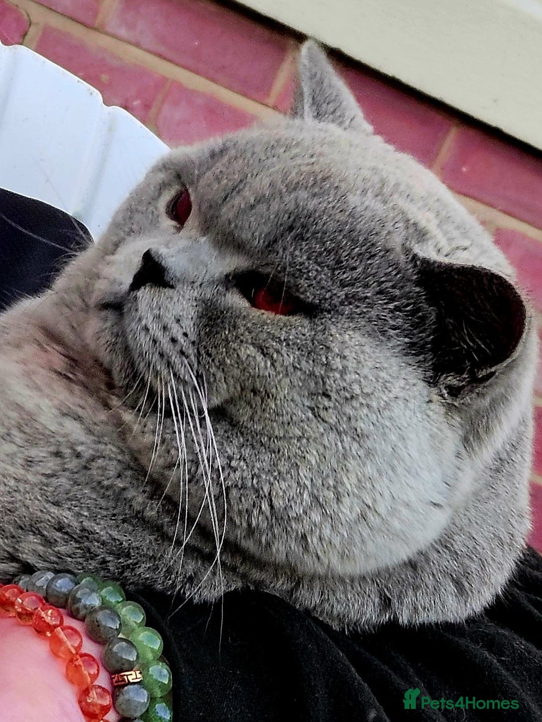 British Shorthair cats for sale: Excellent Champion line  - Advert 13