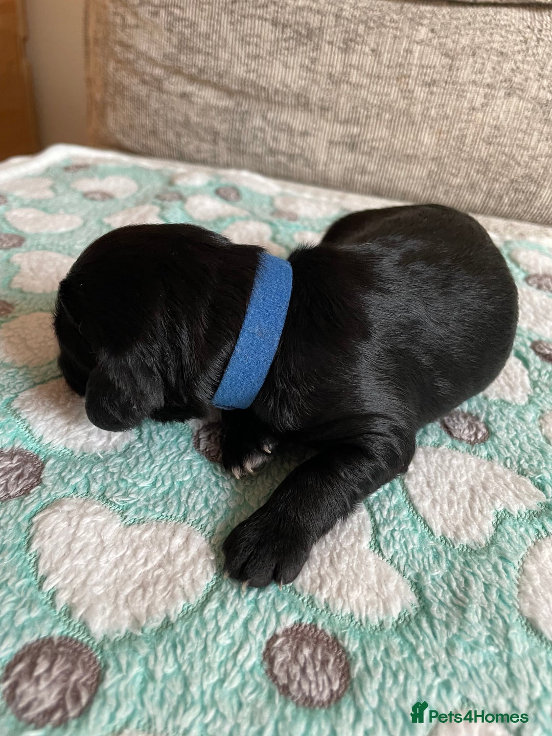 Cavapoo dogs for sale: BEAUTIFUL Toy Cavapoos! - Image 17