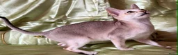 Singapura cats for sale: Rare Breed Singapura Kitten - Advert 26