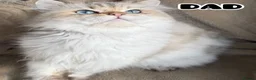 British Shorthair cats for sale: TICA BSH & BLH Golden kittens 😻 - Advert 3
