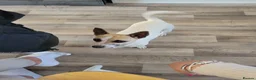 Jack Russell dogs for sale: Jack russell bitch - Advert 4