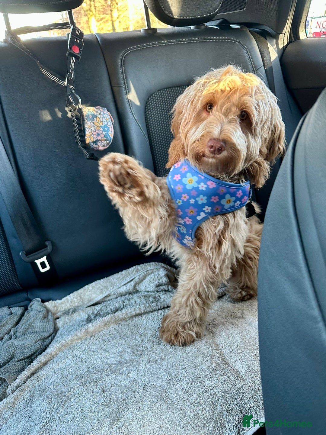 Cockapoo dogs for sale: F1 Cockapoo puppies  - Image 18