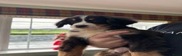 Bernese Mountain Dog dogs for sale: Bernese Mountain Dog Pups  - Advert 22
