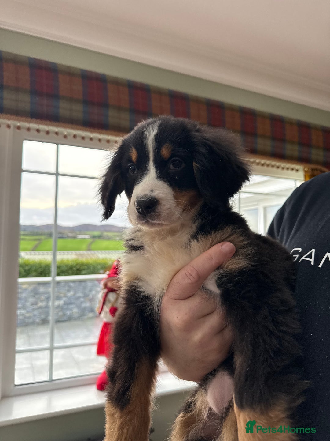 Bernese Mountain Dog dogs for sale: Bernese Mountain Dog Pups  - Advert 22