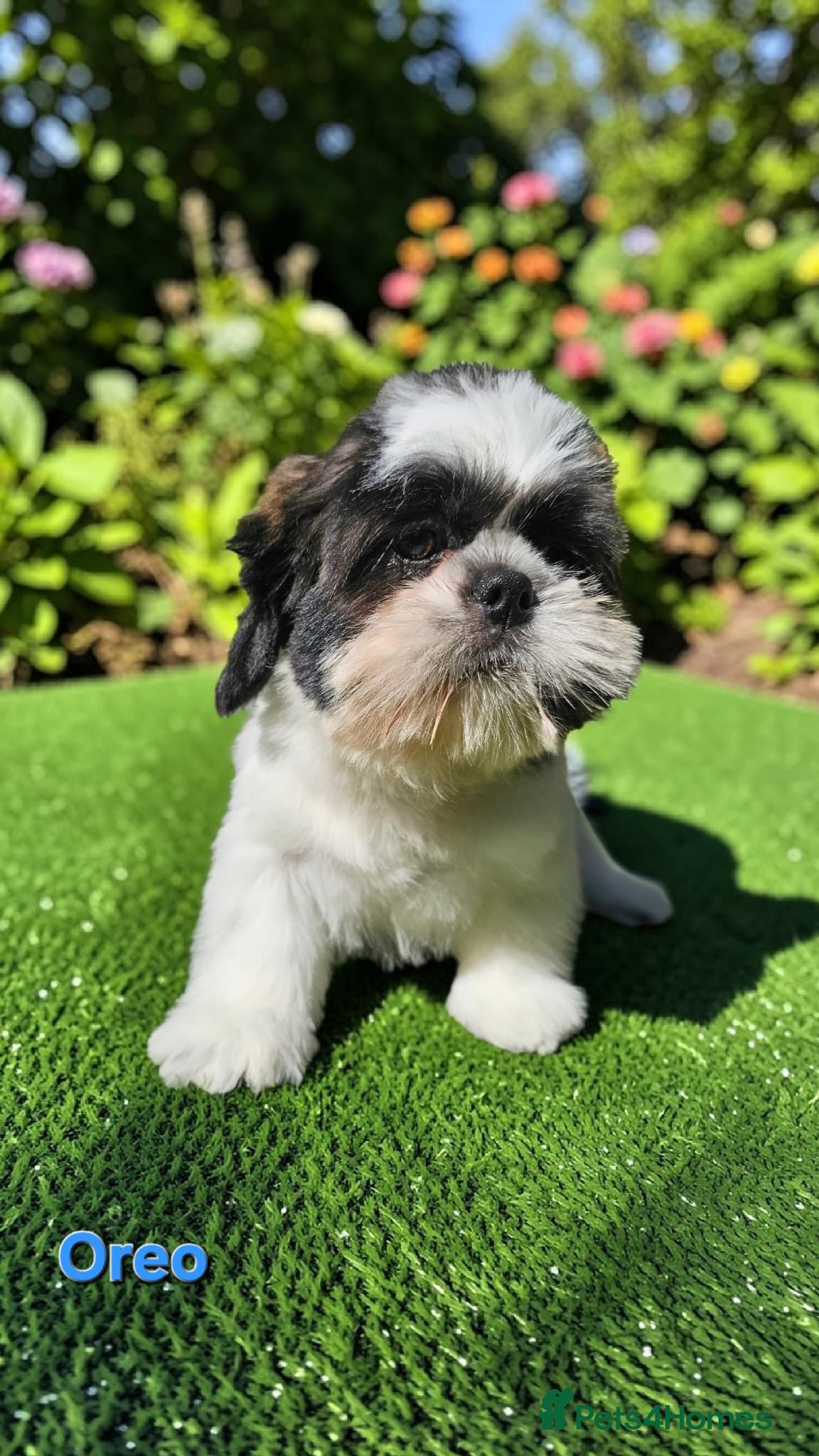 Shih Tzu dogs  💞 QUALITY STANDARD SHIH TZU 💕 - Advert 1
