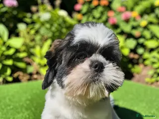 Shih Tzu dogs 💞 QUALITY STANDARD SHIH TZU 💕 - Advert 4