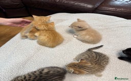British Shorthair cats for sale: Stunning British Short Hair kittens for sale - Image 12