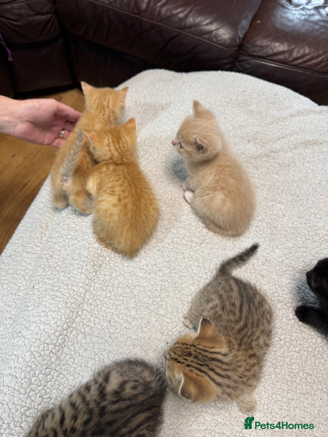 British Shorthair cats for sale: Stunning British Short Hair kittens for sale - Image 12