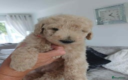 Standard Poodle dogs for sale: Stunning KC Standard Poodle Puppies for sale - Image 10