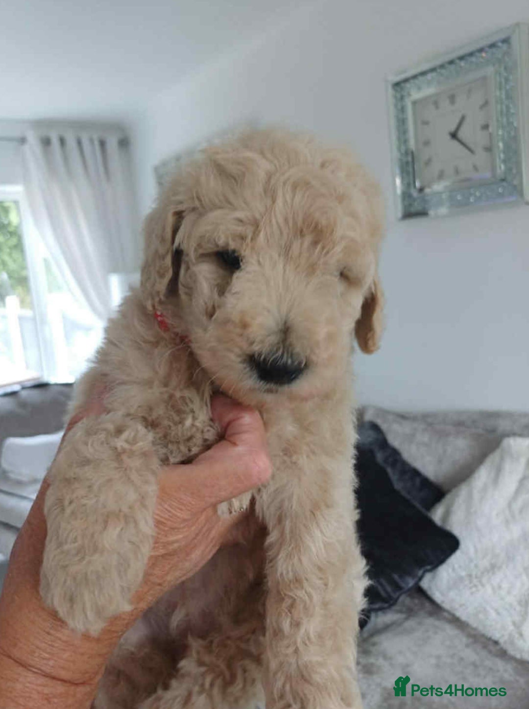 Standard Poodle dogs for sale: Stunning KC Standard Poodle Puppies for sale - Image 10