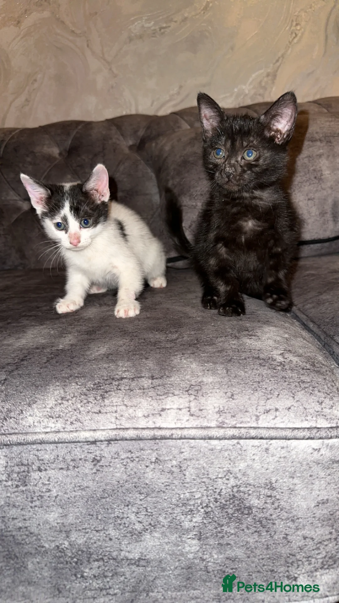 Domestic Shorthair cats for sale: Adorable domestic shorthair kitties - Advert 1