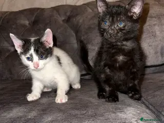 Domestic Shorthair cats Adorable domestic shorthair kitties - Advert 1