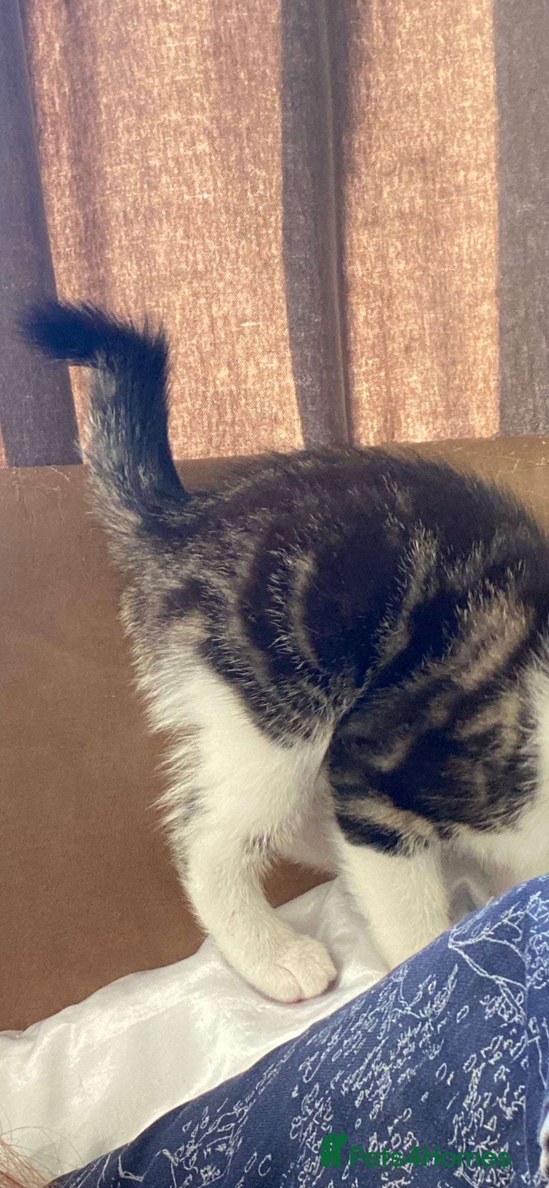 Mixed Breed cats for sale: 3 kittens available Portsmouth - Advert 13