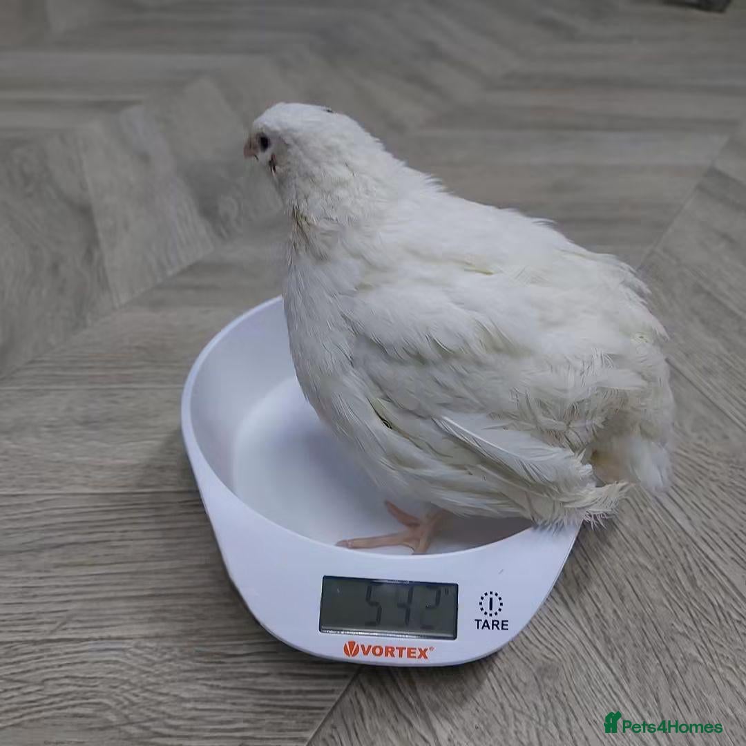 Quail poultry Quails - Advert 2