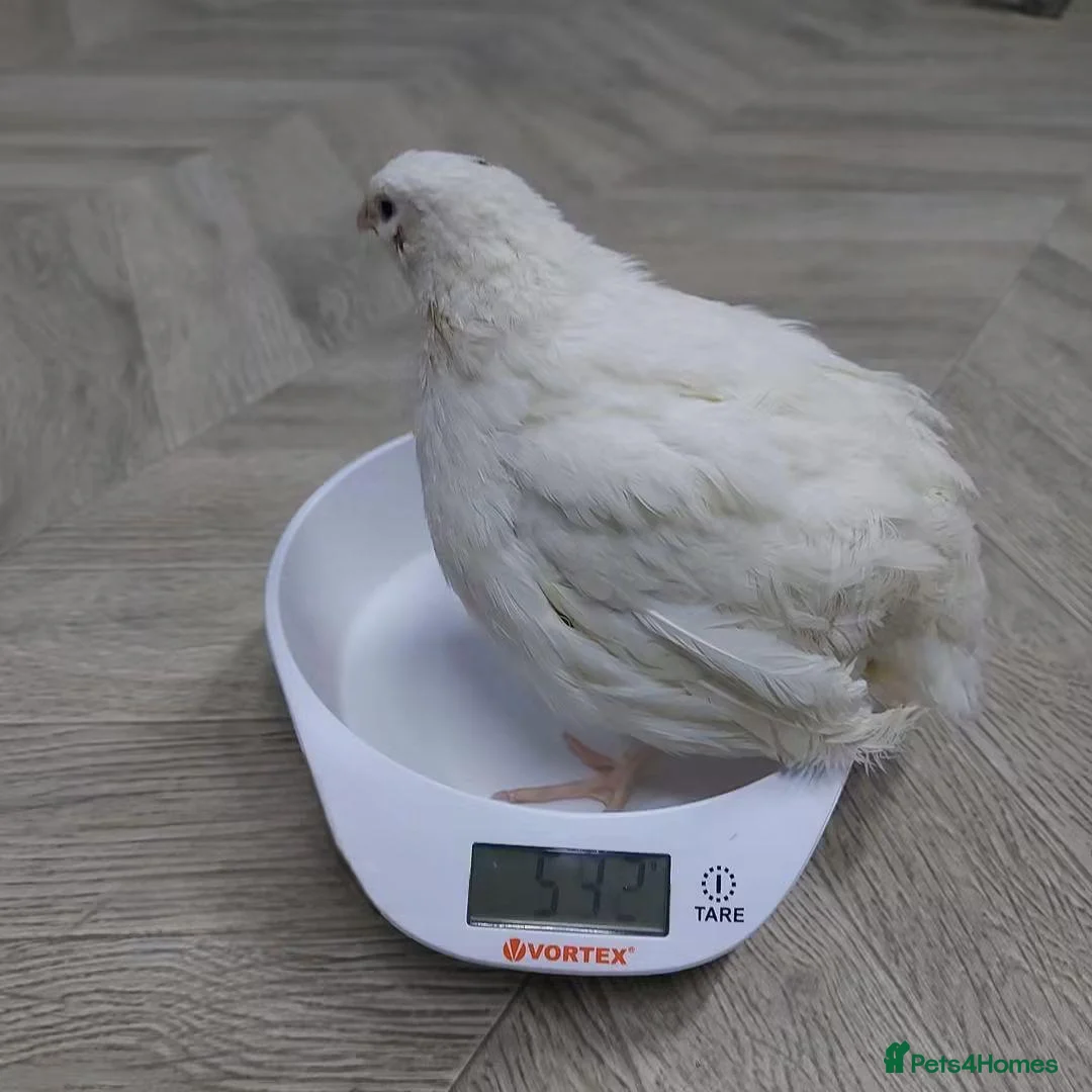 Quail poultry for sale: Quails - Advert 2