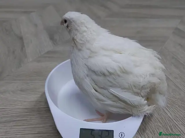 Quail poultry for sale: Quails - Advert 2