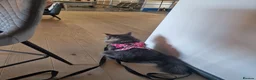 Maine Coon cats for sale: Stunning Dolly tica registered blue ticked tabby - Advert 8