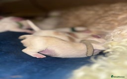 Mixed Breed dogs for sale: Malton Puppies - Image 2