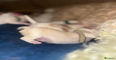 Mixed Breed dogs - Advert 3