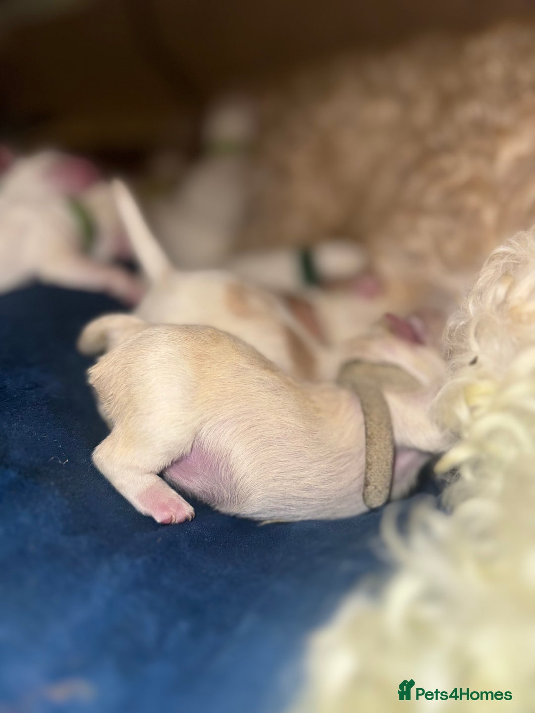 Mixed Breed dogs for sale: Malton Puppies - Image 2