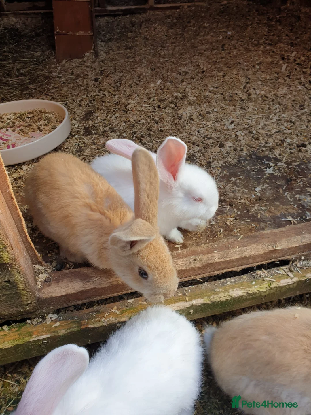 Continental Giant rabbits for sale: 7 continental giants  - Advert 2