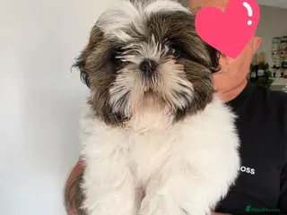 Shih Tzu dogs Shih Tzu - Advert 1