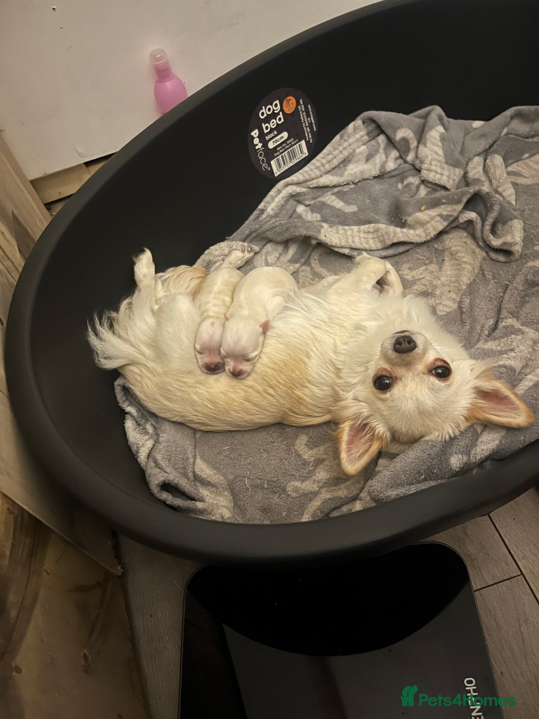 Chihuahua dogs for sale: Long hair chihuahuas  - Image 1