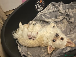 Chihuahua dogs - Advert 11