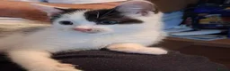 Ragdoll cats for sale: CUTE SOLID RAGDOLL KITTENS  - Advert 6