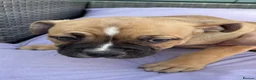 Mixed Breed dogs for sale: Lovely puppies for sale  - Advert 3