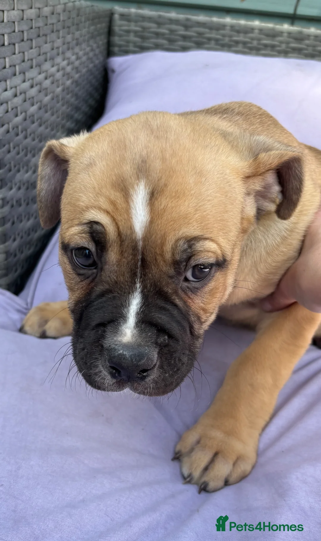 Mixed Breed dogs for sale: Lovely puppies for sale  - Advert 3