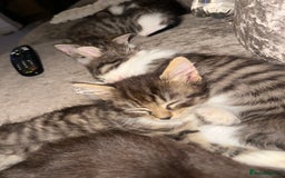 British Shorthair cats for sale: 4 female kittens  - Image 11