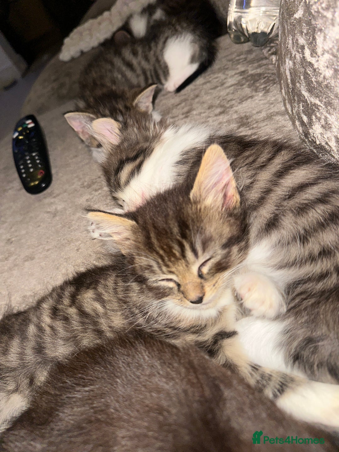 British Shorthair cats for sale: 4 female kittens  - Image 11