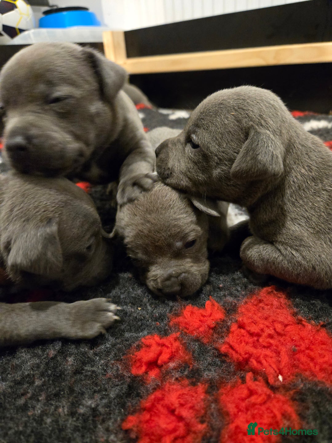 Staffordshire Bull Terrier dogs for sale: Blue Staffy Puppies 🐶 - Advert 16