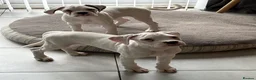 Boxer dogs for sale: 2 white  boxer puppies for sale  - Advert 4
