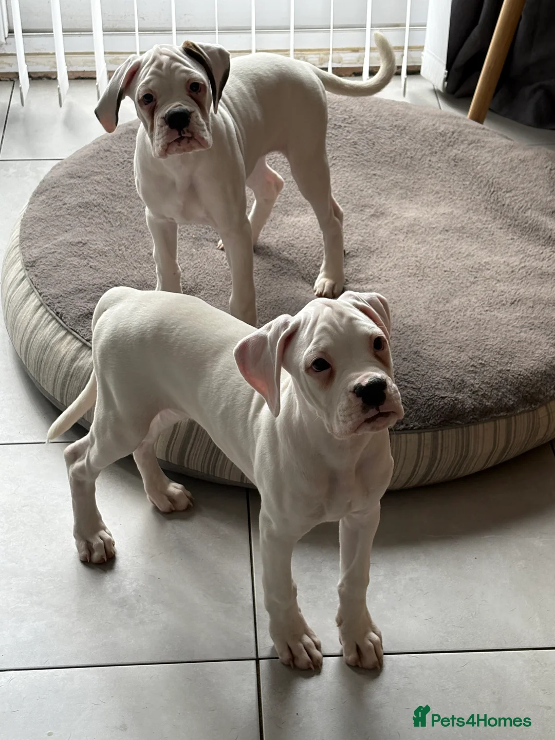 Boxer dogs for sale: 2 white  boxer puppies for sale  - Advert 4