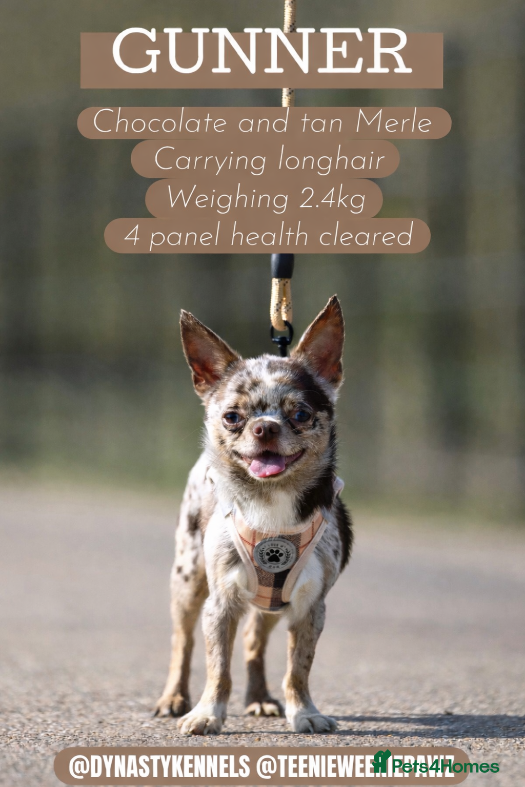 Chihuahua dogs GUNNER Merle chihuahua for STUD - Advert 2