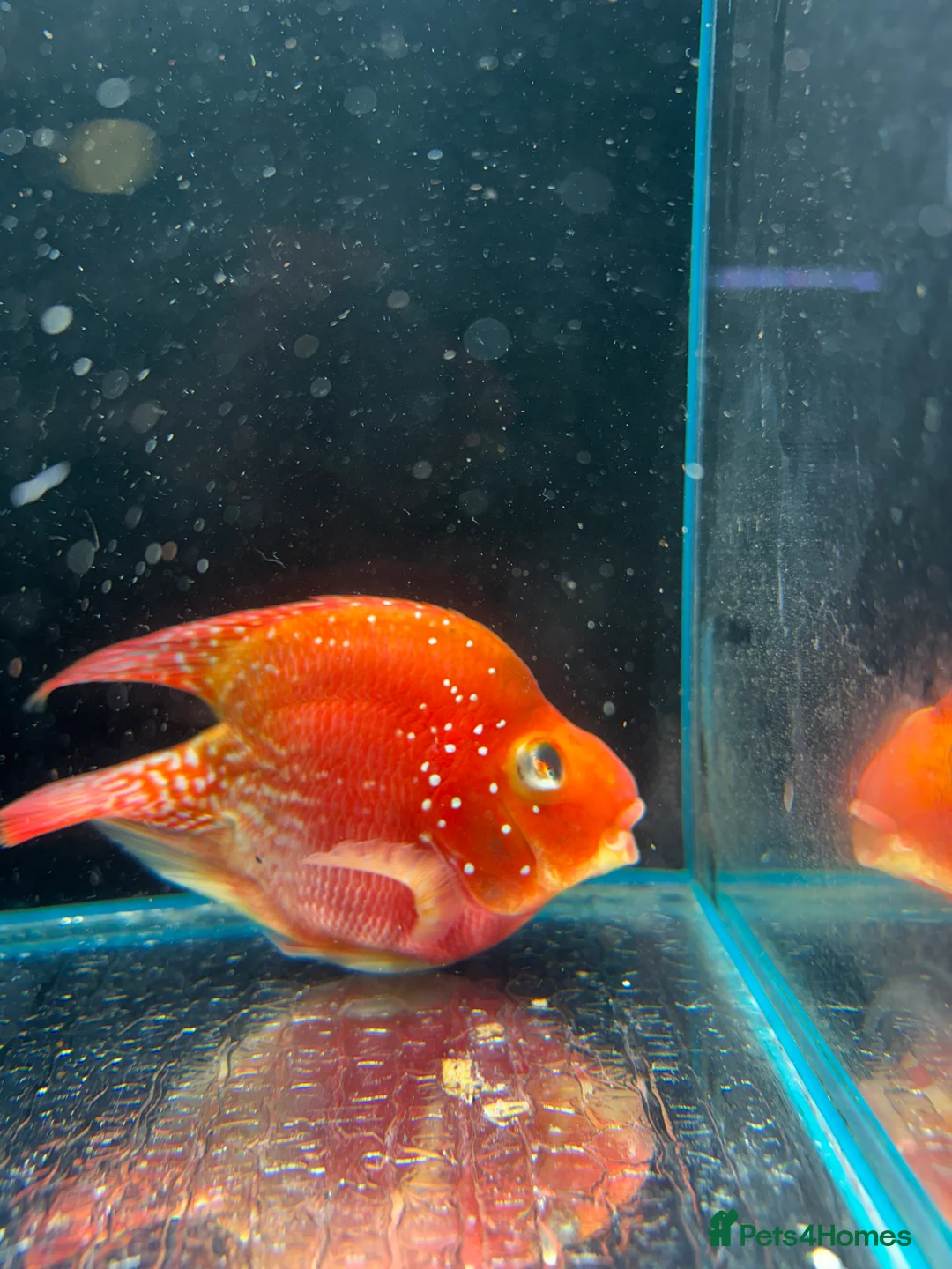 Cichlids fish for sale: Thai imports Crystal parrot & srt (Cheshire) - Advert 5