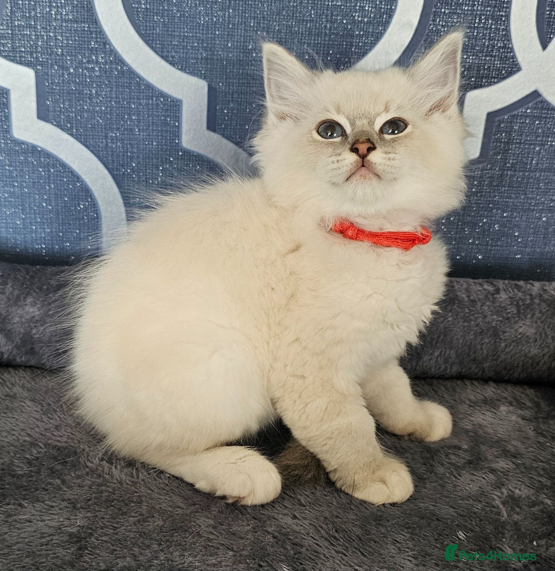 Ragdoll cats 5⭐️ Council licence held. GCCF reg kittens  - Advert 2