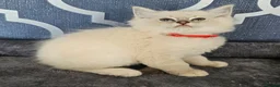 Ragdoll cats for sale: 5⭐️ Council licence held. GCCF reg kittens  - Advert 1