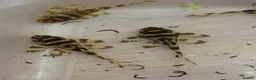 Plecos fish for sale: L333 Goldline Pleco Ceramic line. AA grade - Advert 3
