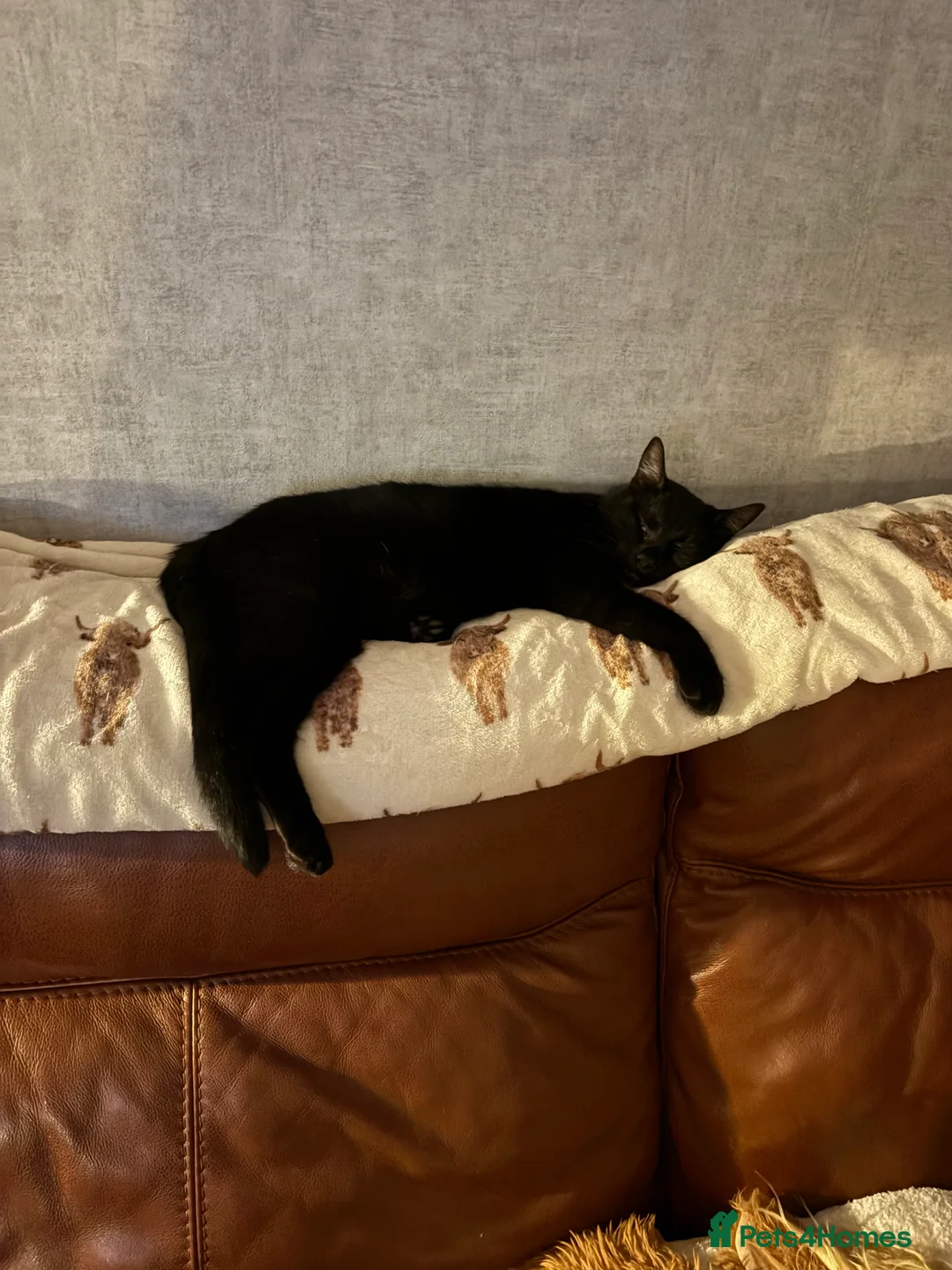 Mixed Breed cats for sale: 2 neutered boys in Bo'ness - Advert 2